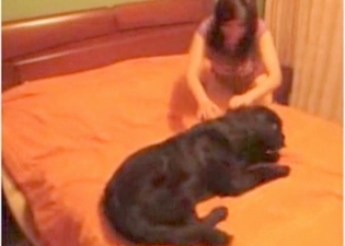 Pussy licking action in bestiality style