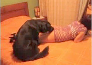 Pussy licking action in bestiality style