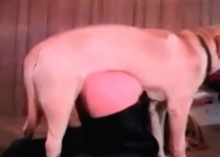 Peach adores when dog wang drills her cunt