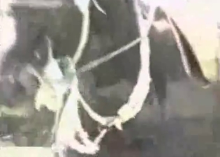 Slender zoophilic sluts and a doggy