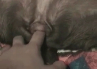 Bestial porn with my sweet doggy