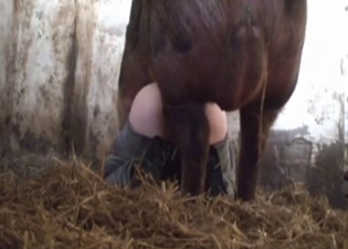 Huge pig hardly fucks a farmer ass