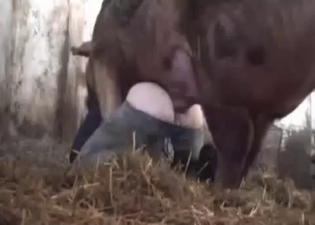 Huge pig hardly fucks a farmer ass