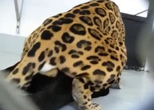 Small tiger is trying to fuck a cat