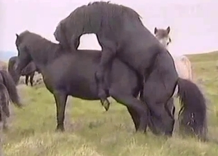Wild black horses fuck on the field