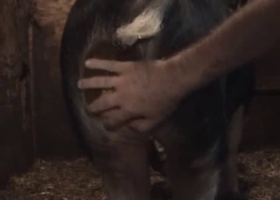 Farmer and barn animal have nasty sex