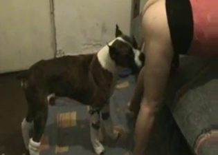 Brunette with big ass likes dog bestiality