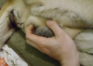 Just touching and stimulating doggy cock