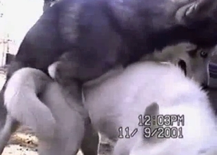 Amazing bestiality action with a pair of great doggies