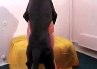 Doberman nicely pounds my slender wife