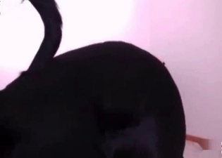 Impressive coquette drilled by hound