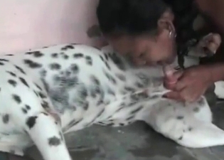 Blowjob for my trained Dalmatian