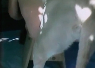 Magnificent busty coquette screwed by mongrel