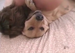 Mongrel humps a zoophile in the bedroom