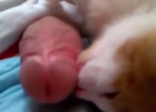 Cat licks a cock of a zoophile