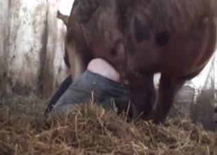 Huge pig hardly fucks a farmer ass