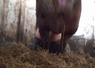 Huge pig hardly fucks a farmer ass