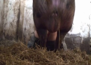 Huge pig hardly fucks a farmer ass