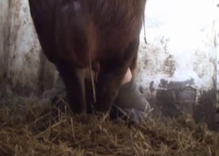 Huge pig hardly fucks a farmer ass