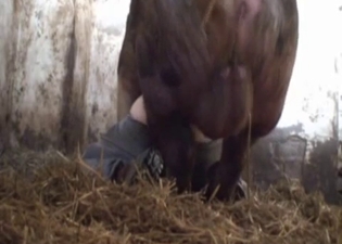 Huge pig hardly fucks a farmer ass