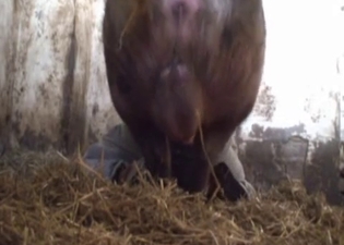 Huge pig hardly fucks a farmer ass