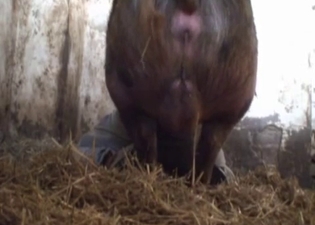 Huge pig hardly fucks a farmer ass