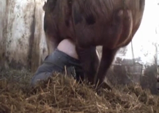 Huge pig hardly fucks a farmer ass