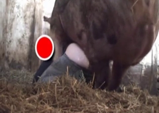 Huge pig hardly fucks a farmer ass