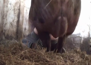 Huge pig hardly fucks a farmer ass