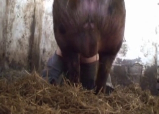 Huge pig hardly fucks a farmer ass