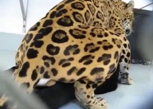 Small tiger is trying to fuck a cat