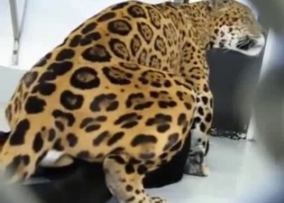 Small tiger is trying to fuck a cat