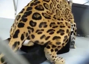 Small tiger is trying to fuck a cat
