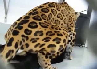 Small tiger is trying to fuck a cat