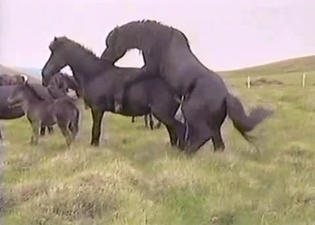 Wild black horses fuck on the field