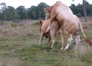 Wild cows are trying to fuck by the forest