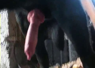 Bouncing dick of a sexy black doggy
