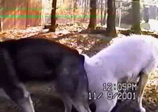 Amazing bestiality action with a pair of great doggies
