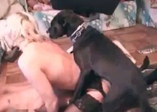 Black puppy is having adult entertainment with a girl