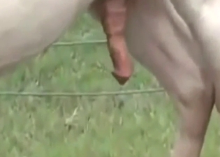 Breedable horse is going to get fucked from behind