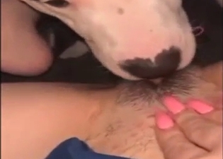 Skilled dog teams up with another mutt to lick