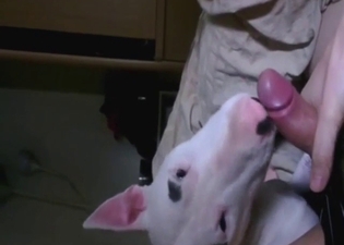 Fucked-up dog working well with that cock