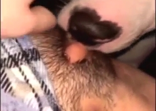 Hot animal pulling on pussy lips during licking