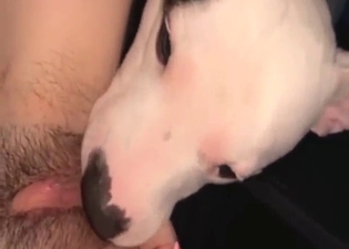 There's a dog and it's going to MUNCH on that cunt