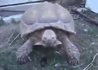 Turtle fucking with a sexy animal being CRAZY