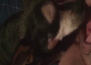 Dog shows how to lick pussy with hot close-ups