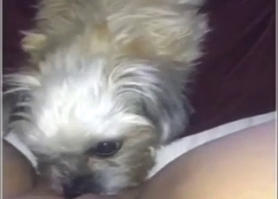 Dog is going to worship a lady's hot vag up close