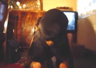 Dude gets fucked by a dog, dog enjoys anal