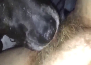 Horny animal licking that hirsute pussy up close