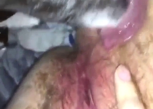 Horny animal licking that hirsute pussy up close